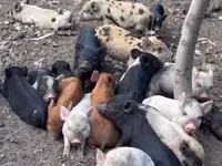 Säue, Schweine — Foto 1