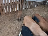 Sheep (batch, sex not specified), Cameroon sheep — photo 3