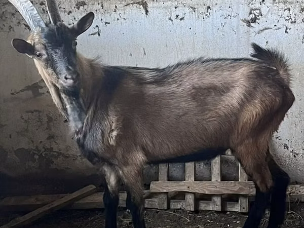 Billy Goat, Oberhasli goats