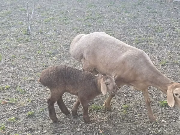 نعجة, Arashan sheep