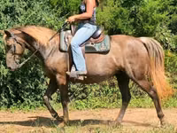 घोड़ी, Kentucky mountain daddle horse — फ़ोटो 8