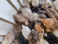 Ducks — الصورة 6