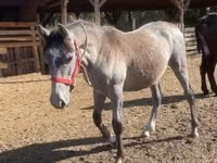 Horse (M), Horses — photo 2