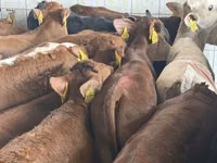 أبقار (دفعة، الجنس غير محدد), Simmental cattle — الصورة 5