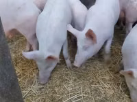Boar — photo 2