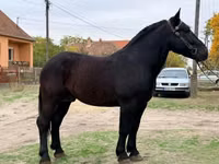 Hengst, Lipizzaner — Foto 1