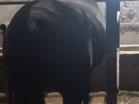 فرس, Budyonny horse — الصورة 5