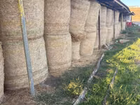 Тюки соломы, кукуруза и сено — photo 3