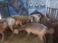 Cabra, Cabras — foto 5
