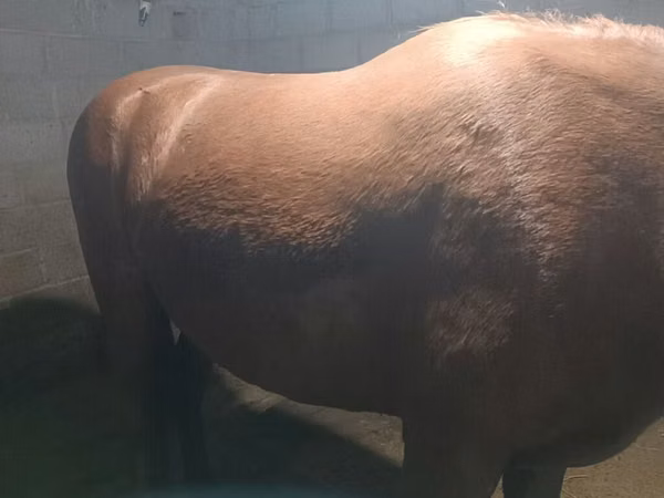 فرس, Budyonny horse