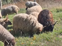 كبش, Racka sheep — الصورة 1