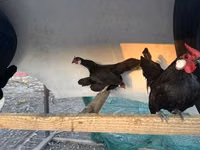 Chickens — photo 1