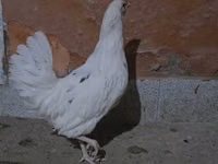 Chickens — 照片 1