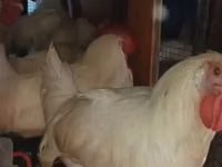 Chickens — photo 4