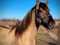 Hengst, Rocky Mountain Horse — Foto 8