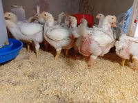 Chickens — Foto 6
