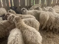 भेड़ें (लॉट, लिंग निर्दिष्ट नहीं), Suffolk sheep — फ़ोटो 3