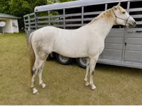 Hengst, Missouri foxtrotter — Foto 1