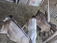 Goats (batch, sex not specified), Goats — photo 4