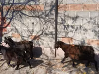 Goat, Goats — photo 5