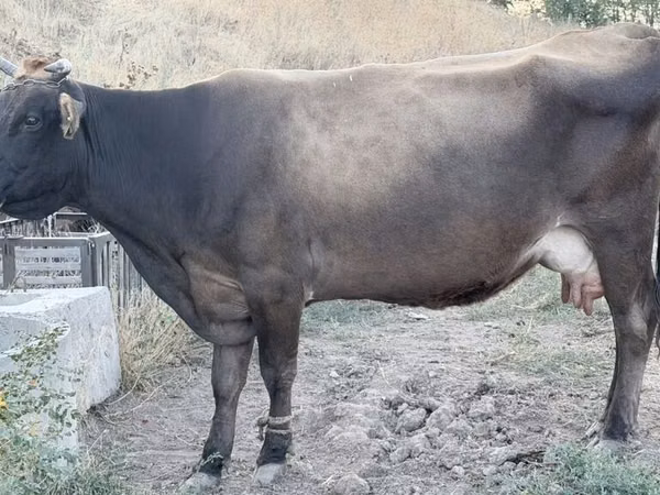 Cow, Ukrainian Brown Dairy Cattle