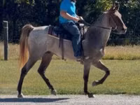 Horse (M), Rocky Mountain Horse — photo 8