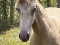 Hengst, Kentucky mountain daddle horse — Foto 4