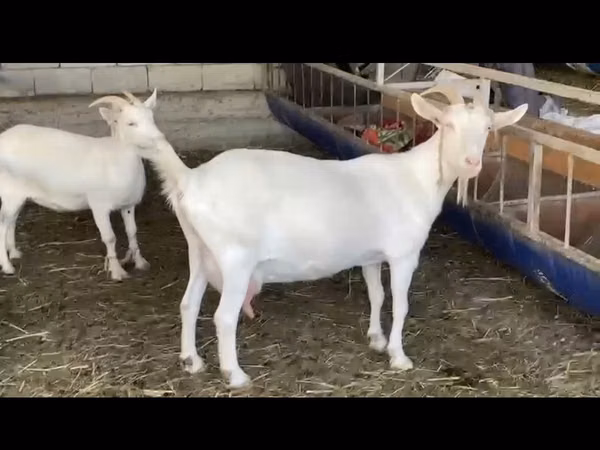 Ziege, Saanen goat