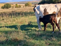 بقرة, Simmental cattle — الصورة 1