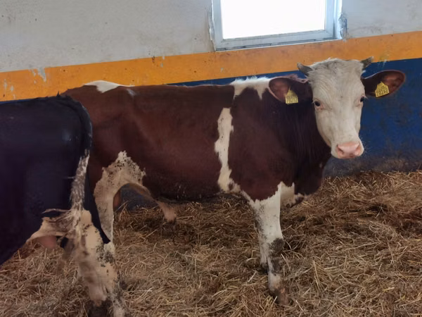 Bulle, Simmental cattle