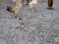 Japanese Bantam — photo 2
