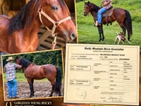 Caballo, Rocky Mountain Horse — foto 1