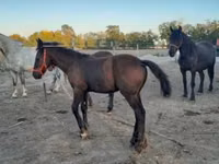 Hengst, Friesian — Foto 4