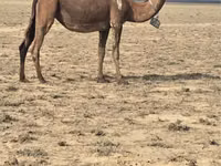 Kamele (Partie, Geschlecht nicht angegeben), Anafi camel — Foto 2
