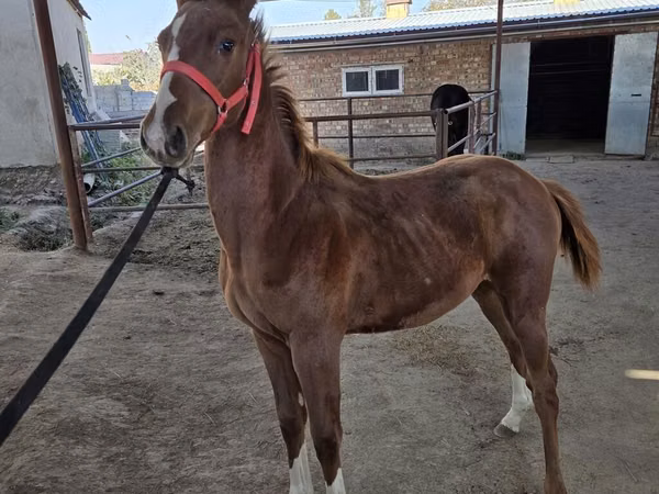 घोड़ा, Thoroughbred horse
