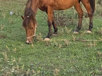 घोड़ी, Azerbaijan horse — फ़ोटो 6