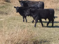 Bulle, Swiss cattle — Foto 1