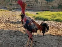 مالاي غيم — الصورة 1