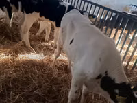 Bull, Russian Black pied cattle — photo 7