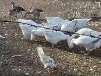 Geese — फ़ोटो 3