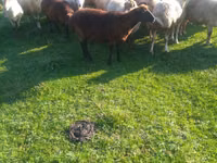 母羊, Sheep — 照片 3