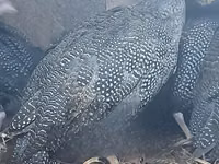 पर्ल ग्रे — फ़ोटो 2
