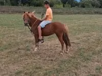 Mare, Horses — photo 3