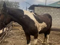Horse (M), Horses — photo 2