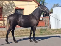 Caballo, Lipizzaner — foto 1