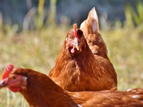 Chickens