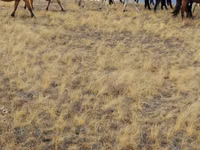 Caballos (lote, sexo no especificado), Caballos — foto 6
