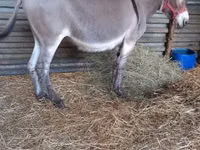 Horse (M), Horses — photo 1