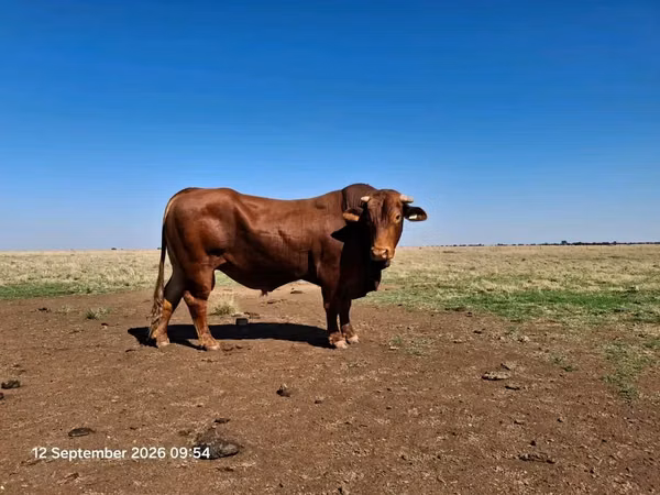 Bulle, Bifmaster