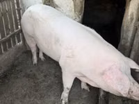 母猪 — 照片 7